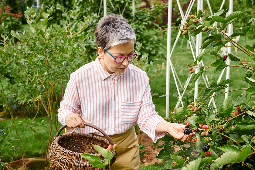 attractive-mature-jolly-woman-glasses-picking-fresh-berries